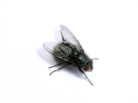 飛