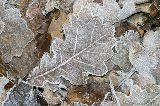 Winter毛葉