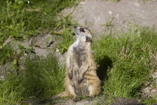 merecat