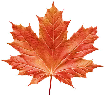 紅色的楓葉