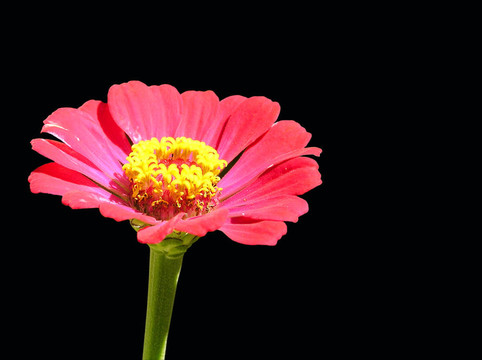 粉紅色的花孤立