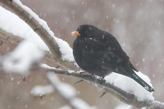 黑鳥(niǎo)在冬天