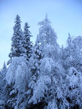 樹上的雪