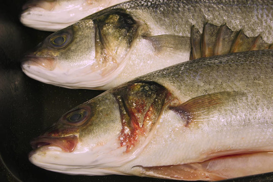鱸魚(yú)特寫(xiě)
