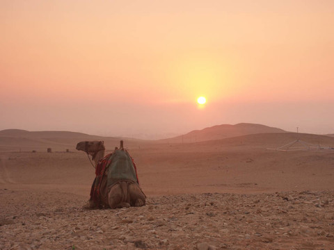 骆驼在日出