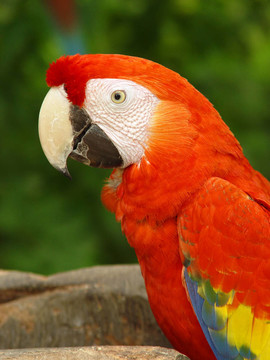 Macaw parrot（2）