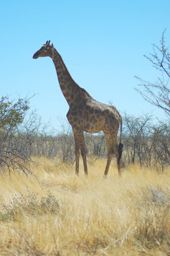 長頸鹿在Etosha