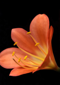 君子蘭花卉