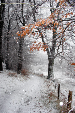 丹麥winter20