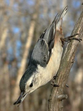 白胸鳾