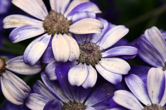 花closeup12
