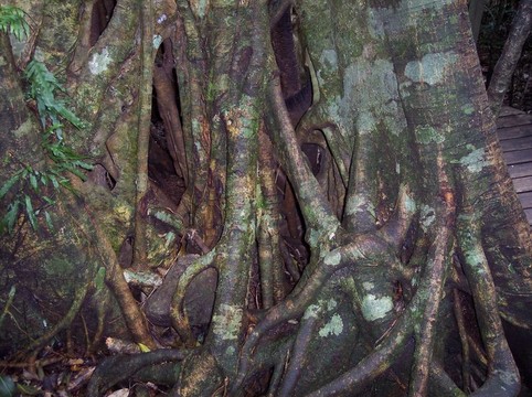 絞殺植物