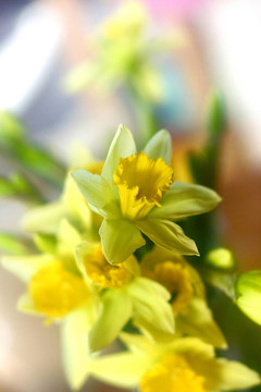 花daddofil