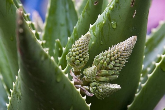 蘆薈花