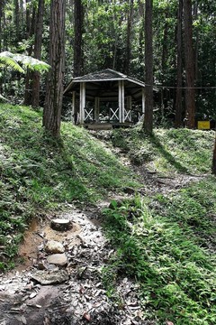 熱帶森林