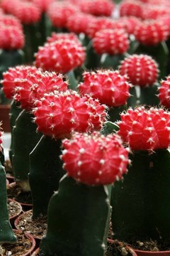 仙人掌花