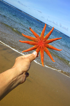 手和海星