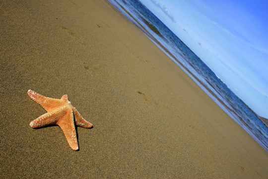 海星在Beach