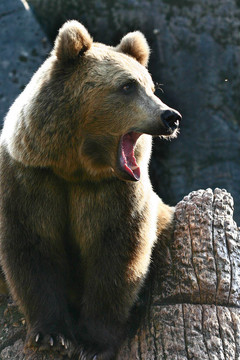動(dòng)物園