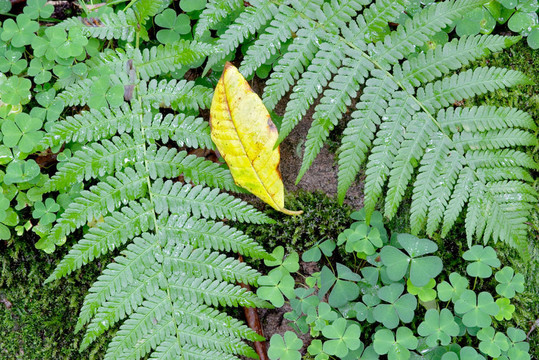 蕨類植物和三葉草