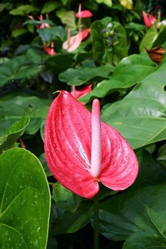 火鶴花