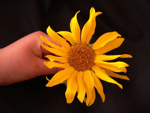 花2