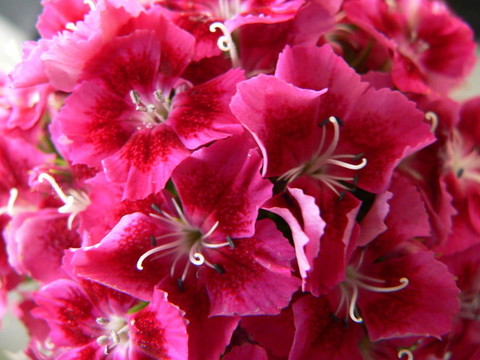 花3