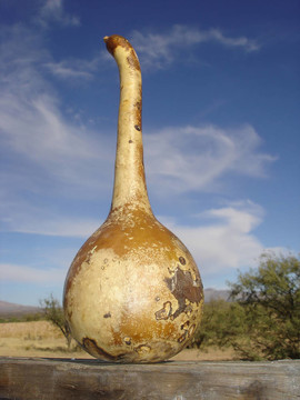干Bottle Gourd
