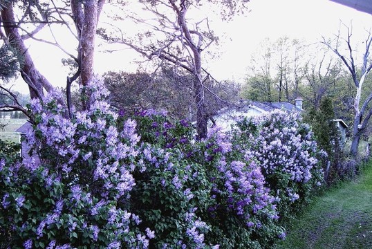 丁香花
