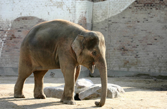 動(dòng)物園