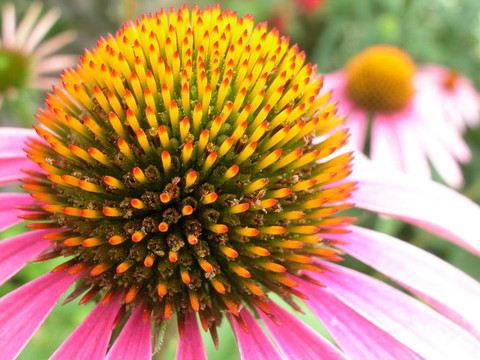紫色的Cone Flower