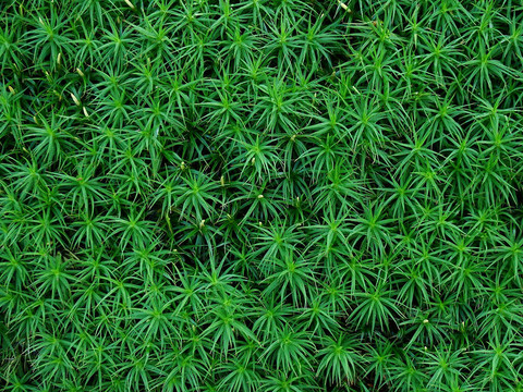 苔蘚