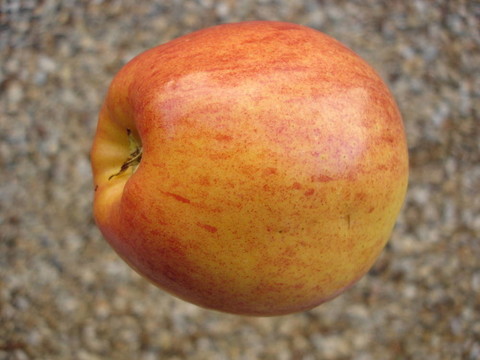 蘋(píng)果；鼻子