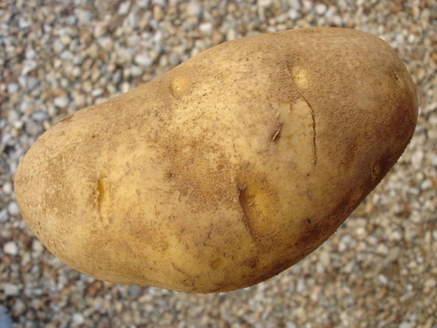 黃褐色馬鈴薯
