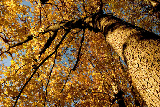 秋季顏色；Cork Elm Grove 12