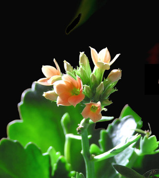 長壽花