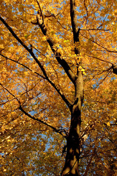 秋季顏色；Cork Elm Grove 11