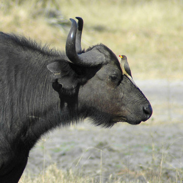 水牛和Oxpecker