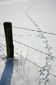 雪的痕跡