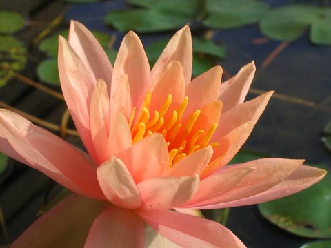 發(fā)光的水莉莉