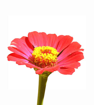 粉紅色的花孤立