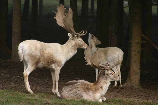 deer1