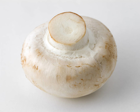 蘑菇