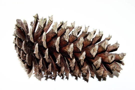單一孤立Pine Cone
