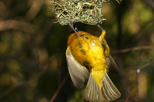 黃色的鳥