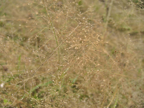 摘要：雜草