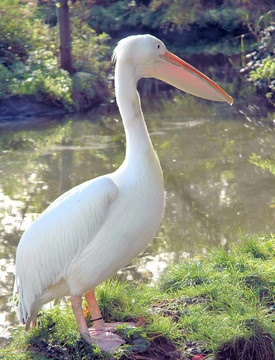 白鵜鶘2