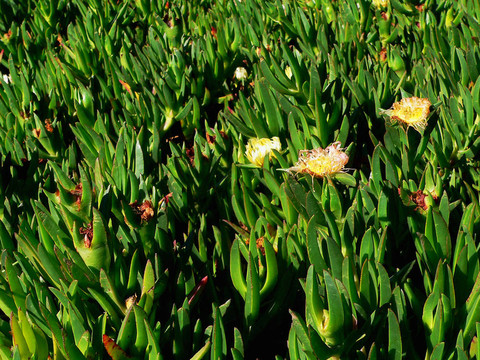 iceplant