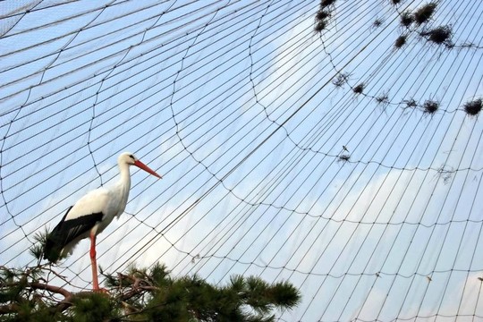 鳥
