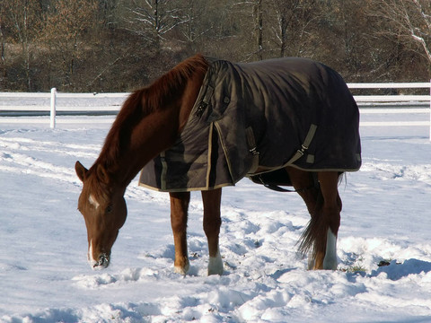 在雪中的馬